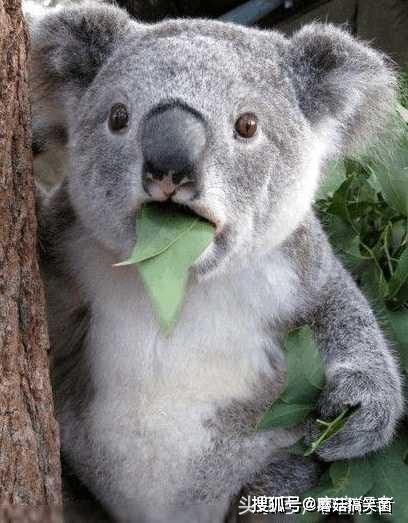 娱乐吃瓜酱考拉