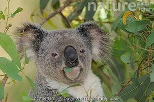 娱乐吃瓜酱考拉