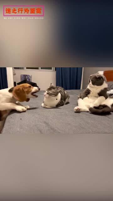 动物吃瓜的样子描写,动物们的“吃瓜”瞬间