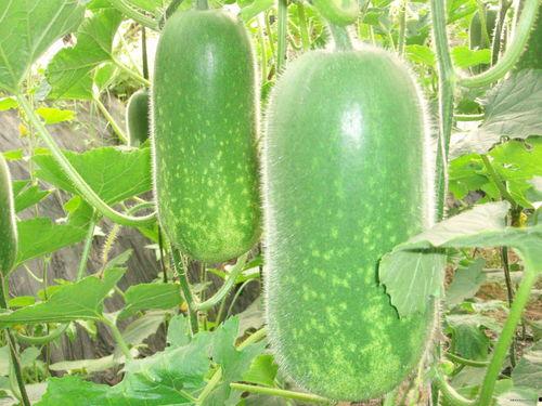 寒寒吃瓜后续,揭秘娱乐圈风云再起