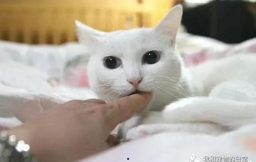 网红猫看烟火图片,网红猫视角下的璀璨瞬间