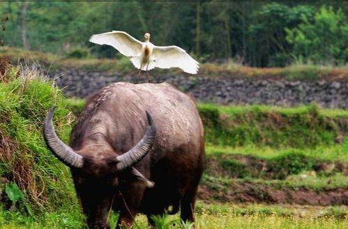 牛二吃瓜打人视频,暴力行为引发网友热议