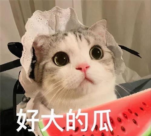 娱乐吃瓜喵不务正业版,揭秘明星不务正业背后的秘密