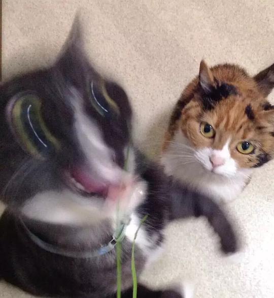 娱乐吃瓜酱三花猫